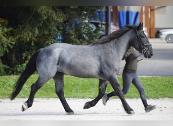 Noriker, Merrie, 5 Jaar, 164 cm, Blauwschimmel