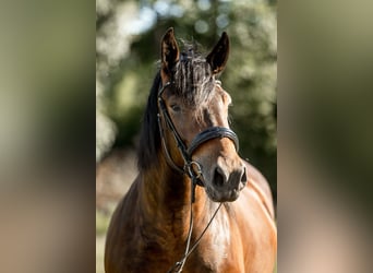 Noriker, Merrie, 5 Jaar, 165 cm, Bruin