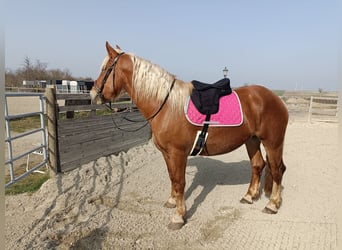 Noriker, Merrie, 5 Jaar, 165 cm, Vos