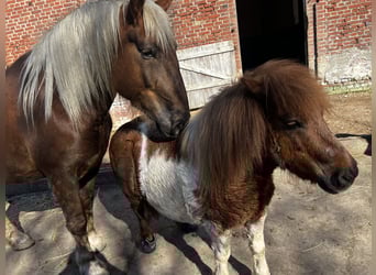 Noriker, Merrie, 5 Jaar, 166 cm, Donkere-vos
