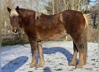 Noriker, Merrie, 5 Jaar, 166 cm, Donkere-vos