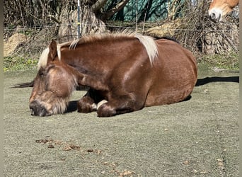 Noriker, Merrie, 5 Jaar, 166 cm, Donkere-vos