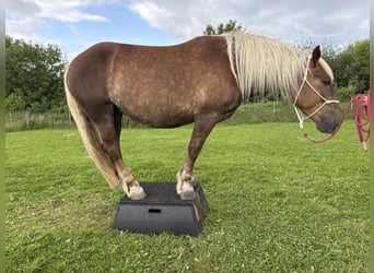 Noriker, Merrie, 5 Jaar, 166 cm, Donkere-vos