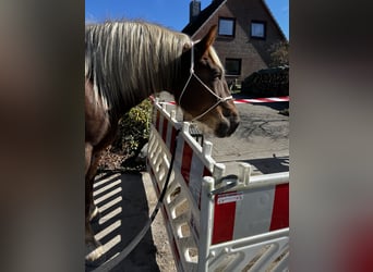 Noriker, Merrie, 5 Jaar, 166 cm, Donkere-vos