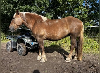 Noriker, Merrie, 5 Jaar, 166 cm, Donkere-vos