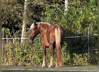 Noriker, Merrie, 5 Jaar, 166 cm, Donkere-vos