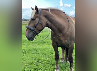Noriker, Merrie, 5 Jaar, 166 cm, Donkere-vos
