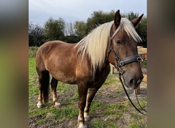 Noriker, Merrie, 5 Jaar, 166 cm, Donkere-vos