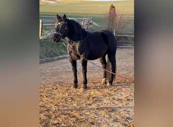 Noriker, Merrie, 5 Jaar, 167 cm, Zwart