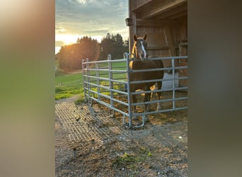 Noriker, Merrie, 5 Jaar, 170 cm, Vos