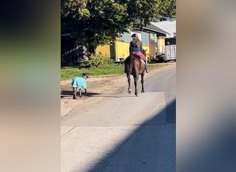 Noriker, Merrie, 6 Jaar, 150 cm, Donkerbruin