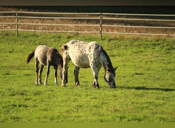 Noriker, Merrie, 6 Jaar, 154 cm, Appaloosa