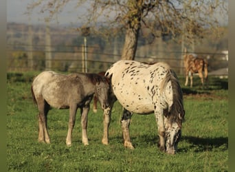 Noriker, Merrie, 6 Jaar, 154 cm, Appaloosa