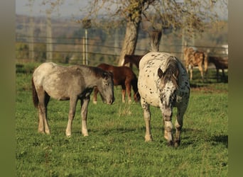 Noriker, Merrie, 6 Jaar, 154 cm, Appaloosa