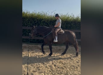 Noriker, Merrie, 6 Jaar, 158 cm, Zwart