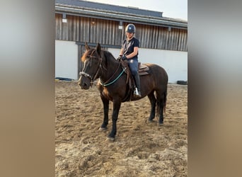 Noriker, Merrie, 6 Jaar, 158 cm, Zwart