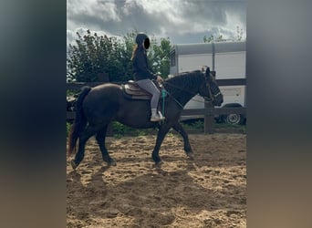 Noriker, Merrie, 6 Jaar, 158 cm, Zwart