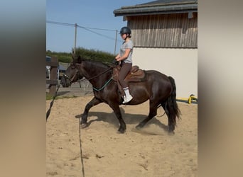Noriker, Merrie, 6 Jaar, 158 cm, Zwart