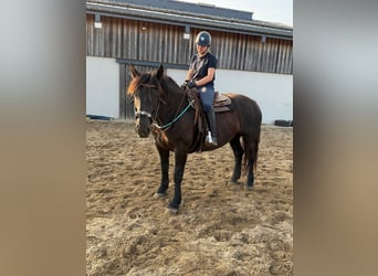 Noriker, Merrie, 6 Jaar, 158 cm, Zwart