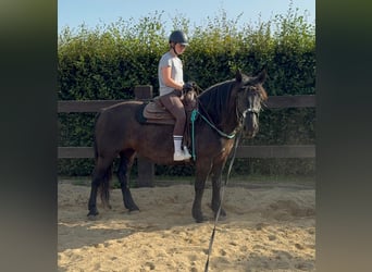 Noriker, Merrie, 6 Jaar, 158 cm, Zwart