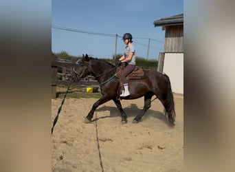 Noriker, Merrie, 6 Jaar, 158 cm, Zwart