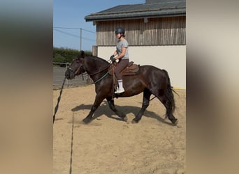 Noriker, Merrie, 6 Jaar, 158 cm, Zwart