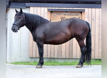 Noriker, Merrie, 6 Jaar, 161 cm, Zwart