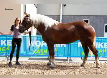 Noriker, Merrie, 6 Jaar, 170 cm, Donkere-vos
