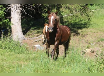 Noriker, Merrie, 6 Jaar, Donkere-vos