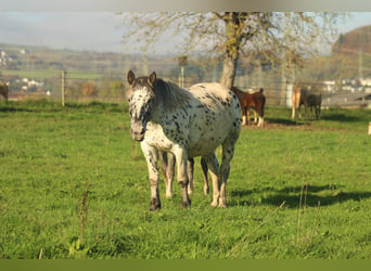 Noriker, Merrie, 7 Jaar, 154 cm, Appaloosa