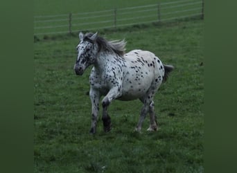 Noriker, Merrie, 7 Jaar, 154 cm, Appaloosa