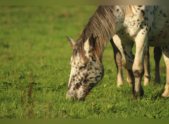 Noriker, Merrie, 7 Jaar, 154 cm, Appaloosa