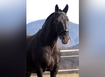 Noriker, Merrie, 7 Jaar, 162 cm, Appaloosa