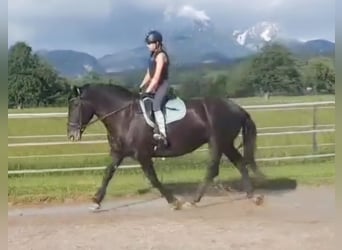 Noriker, Merrie, 7 Jaar, 162 cm, Appaloosa