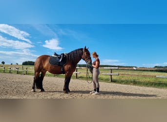 Noriker, Merrie, 7 Jaar, 162 cm, Bruin