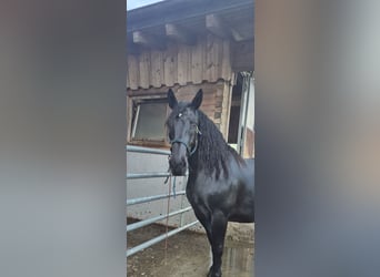 Noriker, Merrie, 7 Jaar, 163 cm, Zwart