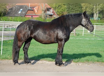 Noriker, Merrie, 7 Jaar, 165 cm, Zwart