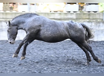 Noriker, Merrie, 7 Jaar