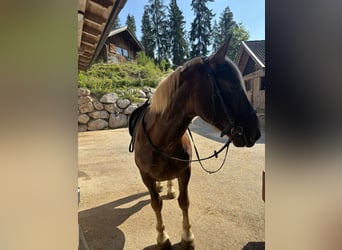 Noriker, Merrie, 7 Jaar, Vos