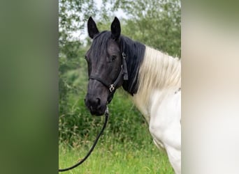 Noriker, Merrie, 8 Jaar, 160 cm, Gevlekt-paard