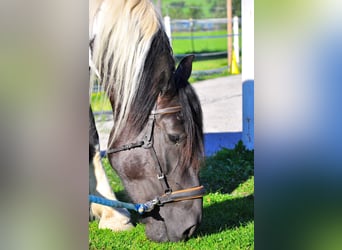 Noriker, Merrie, 8 Jaar, 160 cm, Gevlekt-paard