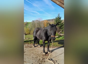 Noriker, Merrie, 8 Jaar, 160 cm, Zwart