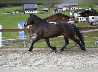 Noriker, Merrie, 8 Jaar, 164 cm