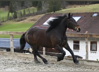 Noriker, Merrie, 8 Jaar, 164 cm