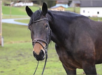 Noriker, Merrie, 8 Jaar, 164 cm