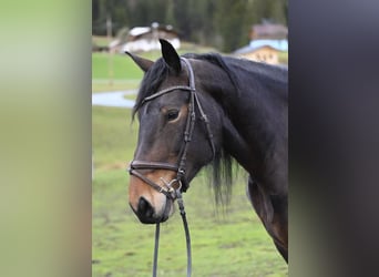 Noriker, Merrie, 8 Jaar, 164 cm