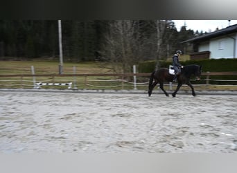 Noriker, Merrie, 8 Jaar, 164 cm