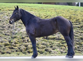 Noriker, Merrie, 8 Jaar, 164 cm