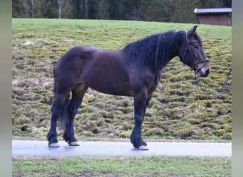 Noriker, Merrie, 8 Jaar, 164 cm