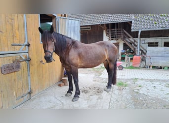Noriker, Merrie, 8 Jaar